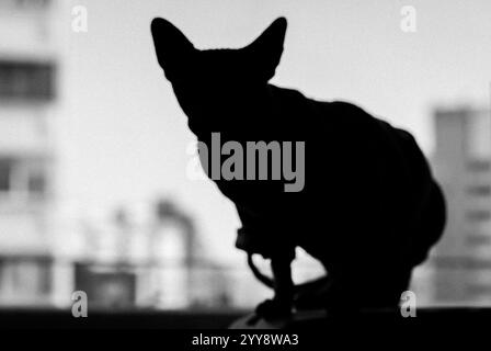 Eine haarlose Silhouette der Sphynx-Katze vor dem Fenster. Schwarzweißfoto des Haustiers. Porträt einer Katze in einem Wohnraum. Sphinx-Kätzchen-Haustier im Haus Stockfoto