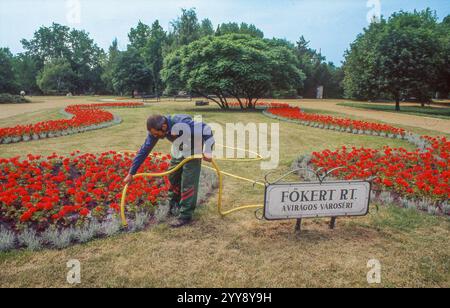 Ungarn, Budapest, ein Gärtner pflegt die Rosen im Hauptgarten des Főkert-Parks. Stockfoto