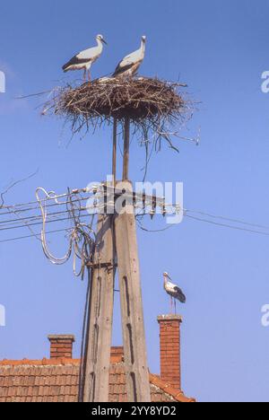 Ungarn, Weißstörche (Ciconia ciconia) in einem Nest auf einem Telegrafenmast oder Schornstein sind in vielen Dörfern in ganz Ungarn zu sehen. Die Vögel haben toll Stockfoto