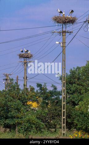 Ungarn, Weißstörche (Ciconia ciconia) in einem Nest auf einem Telegrafenmast oder Schornstein sind in vielen Dörfern in ganz Ungarn zu sehen. Die Vögel haben toll Stockfoto