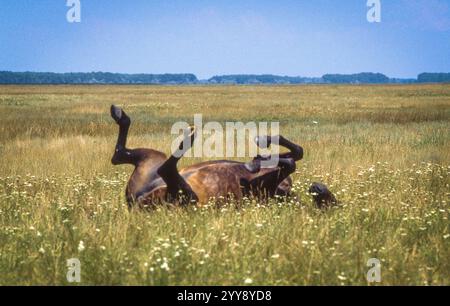 Ungarn, Csikós, die ungarischen Pferdezüchter im Nationalpark Hortobágy, wo die Puszta die größte Puszta Mitteleuropas ist und sich an der UNE befindet Stockfoto