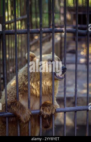 Ungarn, braune Biere im Zoo in Pecs... Die Zoos in Osteuropa sind mit Bieren gefüllt. Die Biere wurden in Gefangenschaft an privaten Orten und spät in der Nacht gehalten Stockfoto