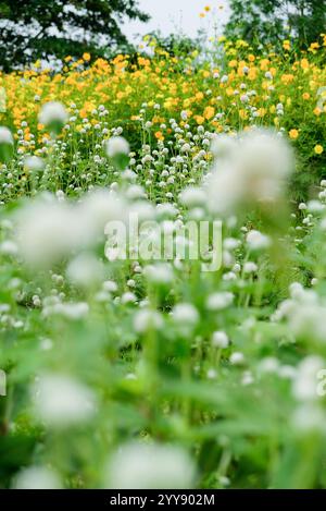 Ein Teppich aus weißer Globus Amaranth Blume (Gomphrena globosa). Stockfoto