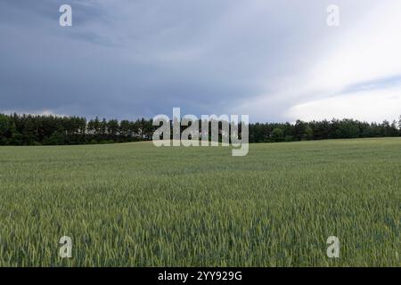 Weizenfeld nach Gewitter und Regen, bewölktes Wetter auf einem Feld mit grünem, unreifem Weizen Stockfoto