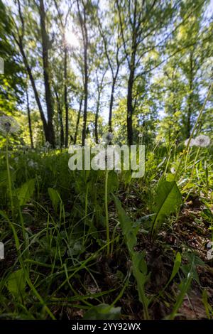 Bäume im Frühling mit grünem Gras und weißen, flauschigen Löwenzahn, ein Park mit hohen Bäumen mit grünem Laub und Gras mit weißen Löwenzahn-Bällen Stockfoto