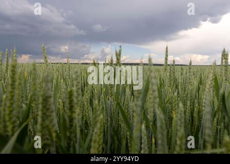 Weizenfeld bei bewölktem Wetter, ein Feld mit unreifem Weizen, Sturmhimmel Stockfoto