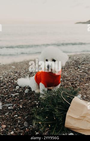 Niedlicher Bichon Frise Hund in rotem Pullover am Strand in der Nähe des Meeres mit Blumenstrauß aus Fichtenzweigen mit Weihnachtslichtern in einer Basteltasche. Stockfoto