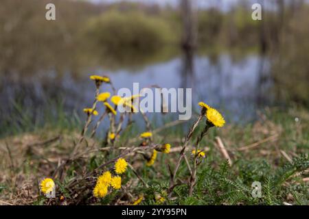 Löwenzahn am Ufer und sumpfiges Gebiet mit verschiedenen Arten von Bäumen und Sträuchern, ein Sumpf im Frühling vor einem blauen Himmel Stockfoto