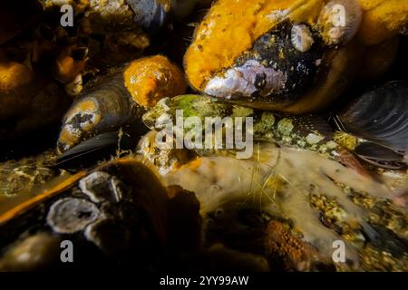 Tidepool sculpin, Oligocottus maculosus, in Port Orchard Marina, Port Orchard, Washington State, USA Stockfoto