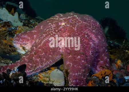 Sea Star, Pisaster Ochraceus, am Dock in Port Orchard Marina, Port Orchard, Washington State, USA Stockfoto