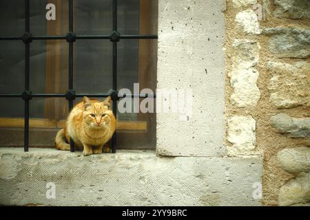 In einem mittelalterlichen Dorf sitzt eine wilde Ingwerorange-Katze zwischen den Lücken des Fenstergitters Stockfoto