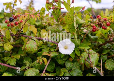 Weiße Hecke Bindweed Blume wächst in einer brombeere Hecke mit Brombeeren im August, Großbritannien Stockfoto