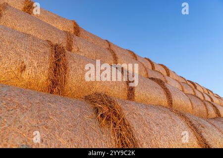 Bei Sonnenuntergang stapeln sich Strohhalme auf einem Feld, bei Sonnenuntergang in der Abenddämmerung stapeln sich Orangen von der Sonne Stockfoto