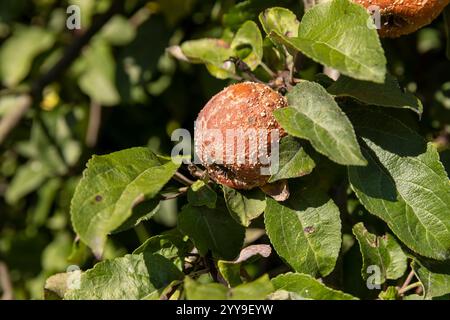 Ein Apfel, der nahe an den Ästen verrottet ist, hängt an den Ästen eines Apfelbaums reife verdorbene Äpfel sind rot, kranke Äpfel o Stockfoto