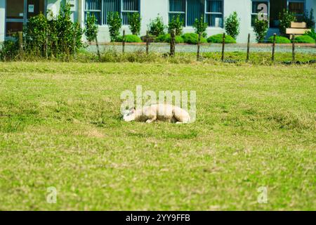 Junge weiße flauschige Schafe mit Hörnern, die an sonnigen Tagen auf dem Rasen liegen Stockfoto