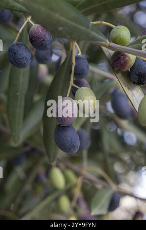 Oliven in verschiedenen Reifestadien hängen an Ästen mit grünen Blättern vor verschwommenem Hintergrund, Apulien, Italien, Europa Stockfoto