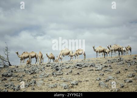 Kamele (Camelus dromedarius), die auf einem Hochplateau auf einer Klippe weiden, Dalkut, Dhofar, Oman, Asien Stockfoto