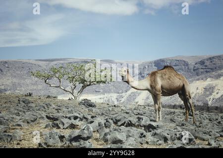 Kamele (Camelus dromedarius), die auf einem Hochplateau auf einer Klippe weiden, Dalkut, Dhofar, Oman, Asien Stockfoto