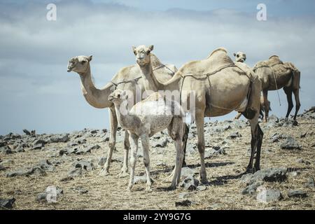 Kamele (Camelus dromedarius), die auf einem Hochplateau auf einer Klippe weiden, Dalkut, Dhofar, Oman, Asien Stockfoto