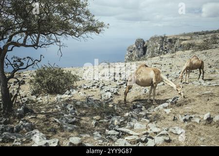 Kamele (Camelus dromedarius), die auf einem Hochplateau auf einer Klippe weiden, Dalkut, Dhofar, Oman, Asien Stockfoto