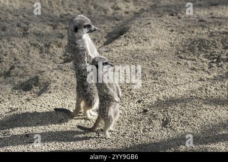 Zwei Erdmännchen, die zusammen in sandigem Gelände stehen, Erdmännchen oder Suricate (Suricata suricatta), die in Gefangenschaft im südlichen Afrika vorkommen Stockfoto