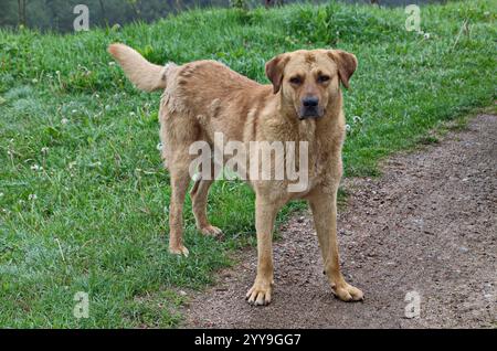 Eine üppige Wiese und eine Straße mit einem Hund der türkischen Rasse Kangal oder anatolischen Hirten, Sofia, Bulgarien Stockfoto