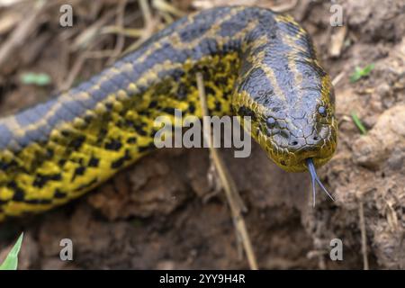 Gelbe Anaconda (Eunectes notaeus), auch bekannt als Paraguayische Anaconda oder südliche Anaconda, Boa (Boidae), constrictor, Tierporträt, Zungen, riechen Stockfoto