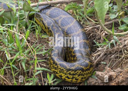 Gelbe Anaconda (Eunectes notaeus), auch bekannt als Paraguay anaconda oder südliche Anaconda, Boa (Boidae), Constrictor Snake, Pantanal, Inland, Feuchtgebiete, Stockfoto