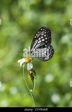 Schwarz-weißer Schmetterling liegt auf einer Blume vor grünem Hintergrund Stockfoto