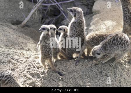 Eine Gruppe von Erdmännchen, die auf sandigem Boden unter hellem Tageslicht stehen und sitzen, Erdmännchen oder Suricaten (Suricata suricatta), gefangen, die in Sout vorkommen Stockfoto
