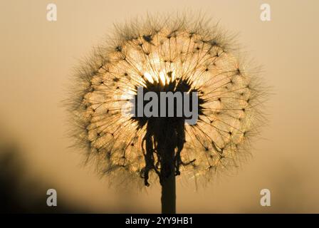 Silhouette eines Löwenzahnkopfes bei Sonnenuntergang mit zart beleuchteten Samen Stockfoto