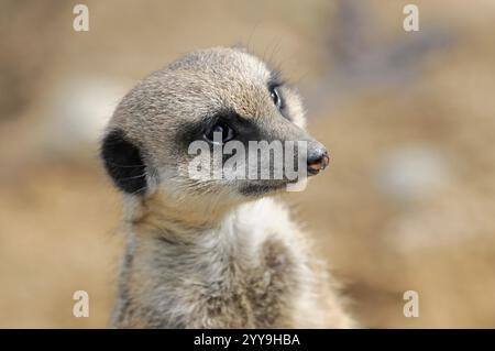 Nahaufnahme eines zur Seite schauenden Erdmännchens, Erdmännchen oder Suricata (Suricata suricatta), in Gefangenschaft, vorkommt im südlichen Afrika Stockfoto