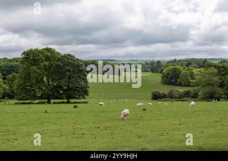 Malerische Aussicht auf Schafe, die friedlich in einem üppigen grünen Feld weiden, mit Bäumen und einem bewölkten Himmel im Hintergrund, die die Ruhe der engländer einfangen Stockfoto