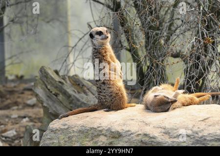 Zwei Erdmännchen auf einem Felsen, einer stehend und einer liegend, Erdmännchen oder Suricates (Suricata suricatta), in Gefangenschaft, vorkommen im südlichen Afrika Stockfoto