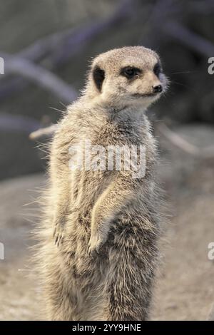 Ein einzelnes Erdmännchen, das aufrecht im Sand steht, Erdmännchen oder Suricate (Suricata suricatta), in Gefangenschaft, im südlichen Afrika vorkommt Stockfoto