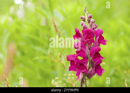 Rote Snapdrachenblüten (Antirrhinum majus) in freier Wildbahn mit frischem grünem Hintergrund Stockfoto