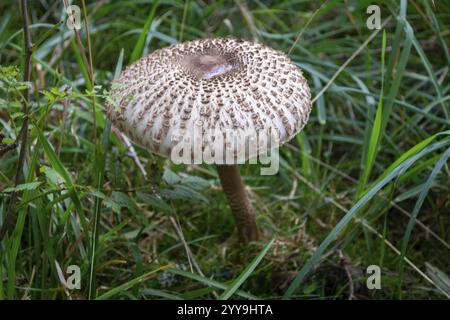 Nahaufnahme eines Sonnenschirmpilzes, der wild zwischen grünem Gras wächst Stockfoto