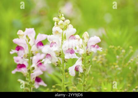 Bunte snapdrachenblüten (Antirrhinum majus) in freier Wildbahn mit frischem grünem Hintergrund Stockfoto