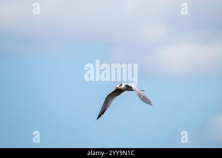 Möwen fliegen friedlich auf der Suche nach einer Mahlzeit. Stockfoto