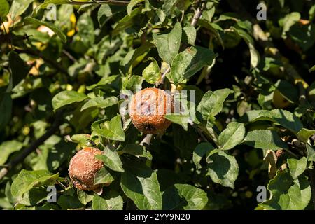 Rote reife Äpfel, die an den Ästen verrottet sind und an den Ästen eines Apfelbaums hängen, reife verdorbene Äpfel haben rote Farbe Stockfoto