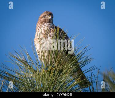 Hawk sitzt und sucht nach Mittagessen. Stockfoto