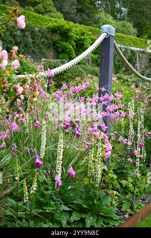 Ein Teil des Inverewe-Gartens mit Dierama, Mullien, Verbascum chaixii und Rosen Scotland July Stockfoto