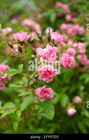Blassrosa Rüschenblüten Sommerblumen aus Hybrid Rugosa Rose Rosa „Pink Grootendorst“ im britischen Garten Juli Stockfoto