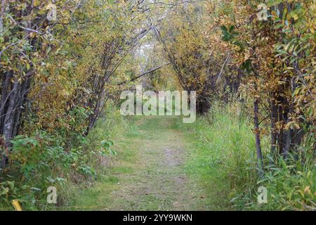 Wanderweg durch den Bogengang des Borealen Waldes im Herbst Stockfoto