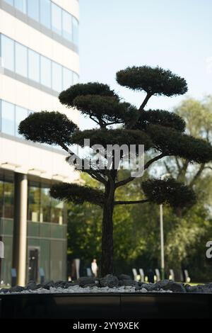 Ein grüner Thuja-Baum, in Form einer Spirale geschnitten. Eine Zierpflanze. Stockfoto