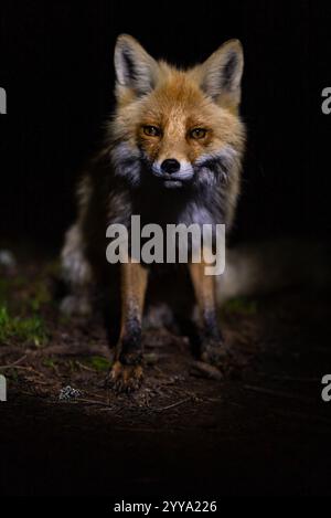 Wilder Rotfuchs mit orangefarbenem Pelz und spitzen Ohren, die nachts auf unbefestigtem Boden stehen und von einer Lichtquelle beleuchtet werden, schaffen eine dramatische und geheimnisvolle Atmosphäre Stockfoto