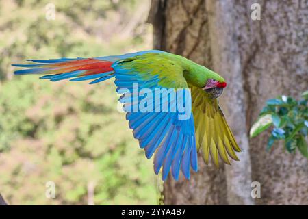 Großer Soldatenara fliegend, Ara ambiguus, großer grüner Ara fliegt Stockfoto