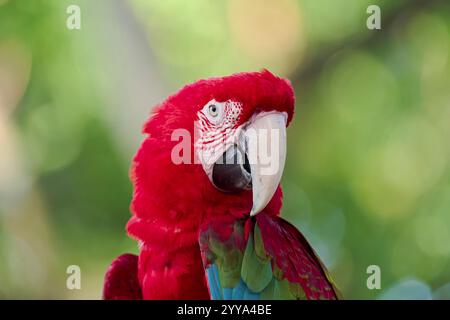 Scharlachara, Ara macao, Scharlach-Ara Stockfoto