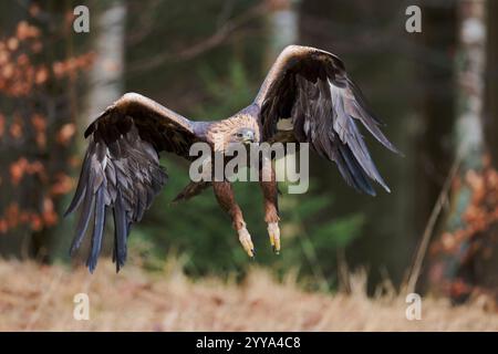 Steinadler Aquila Chrysaetos, Golden Eagle Stockfoto