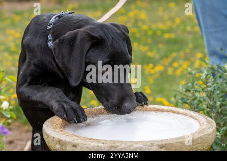 Niedliches Porträt eines schwarzen Labrador-Welpen, der aus einem Vogelbad trinkt Stockfoto